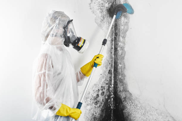 Trusted Redington Beach, FL Mold Removal Experts